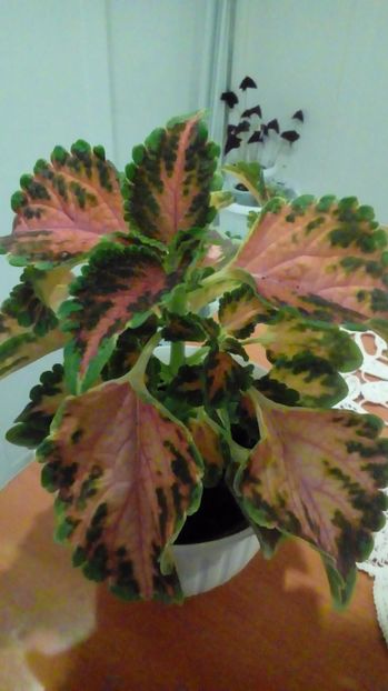  - Coleus