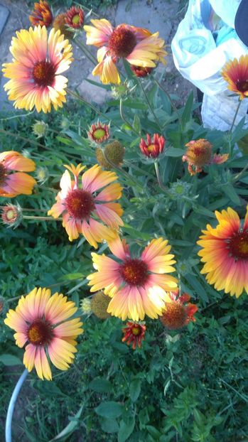  - Gradina flori 2017