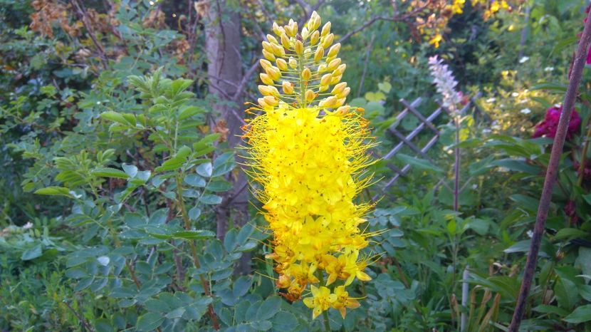  - Gradina flori 2017