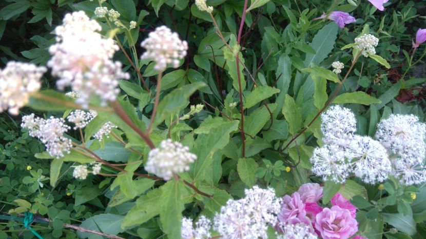 arbust de ceai - Gradina flori 2017