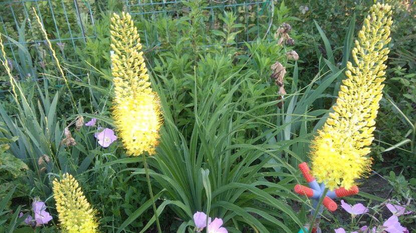  - Gradina flori 2017