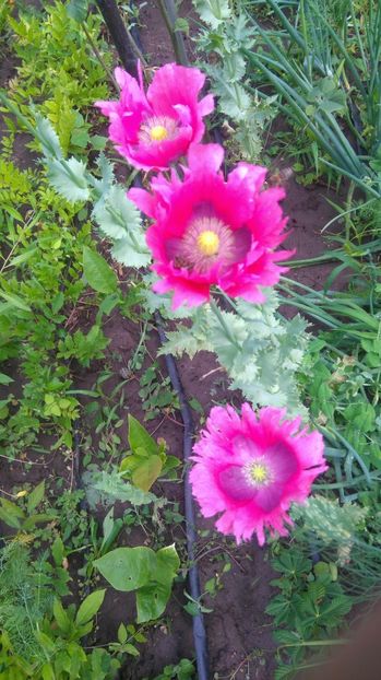  - Gradina flori 2017