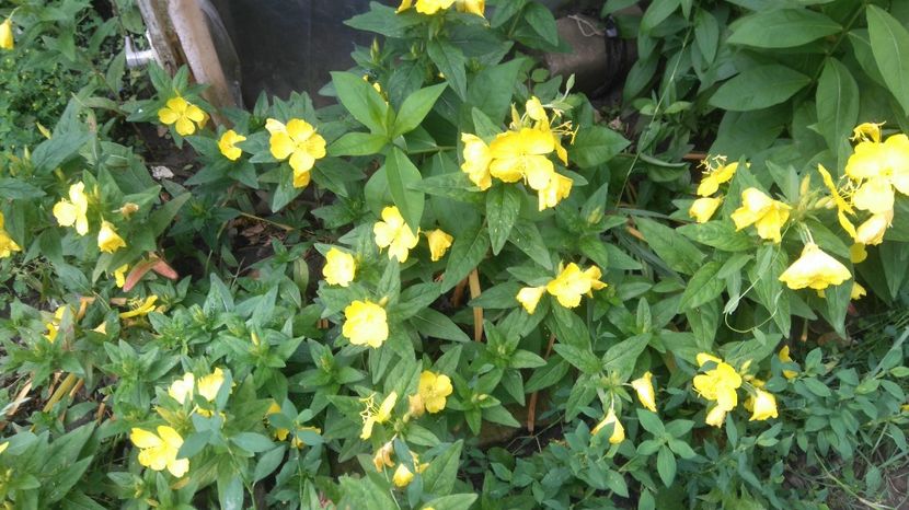  - Gradina flori 2017