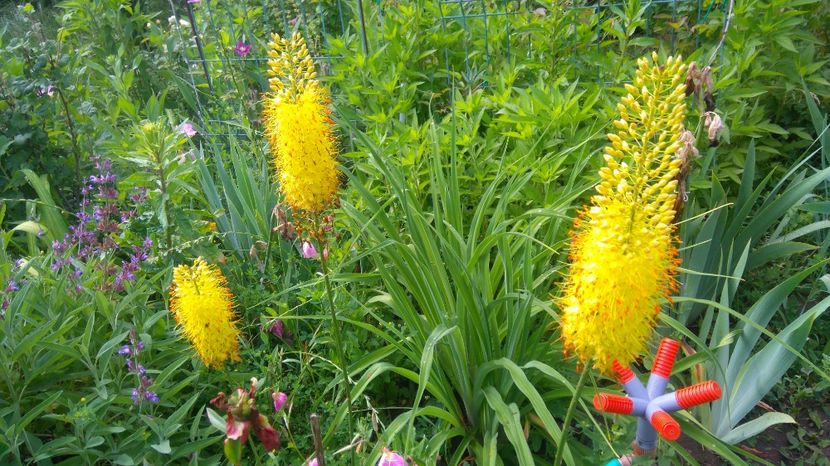  - Gradina flori 2017