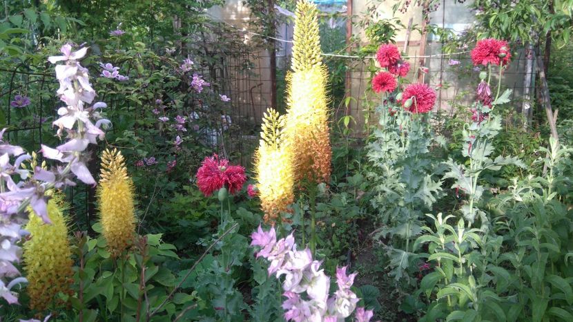  - Gradina flori 2017