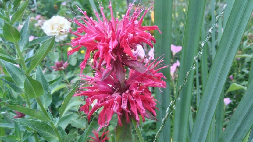 menta indiana(monarda) - Gradina flori 2017