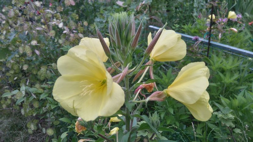 oenothera biennis - Gradina flori 2017