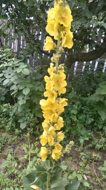 lumanarica-Verbascum densiflorum - Gradina flori 2017