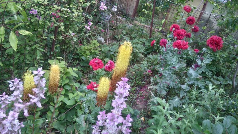  - Gradina flori 2017