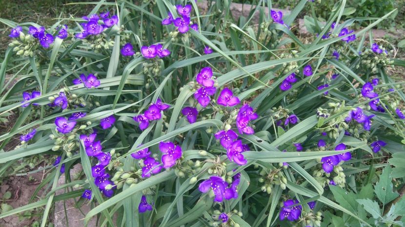  - Gradina flori 2017