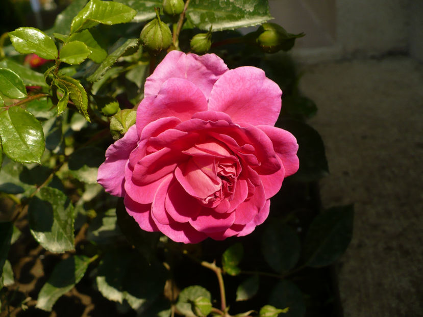 P1260140 - Starlet Melina