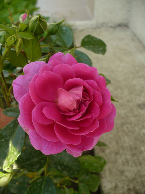 P1260142 - Starlet Melina