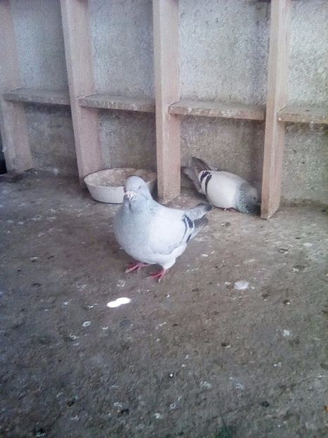  - contact aurel Bucuresti -calugareni