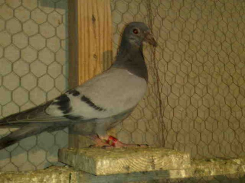 130-VANDUT - X-Porumbei vinduti