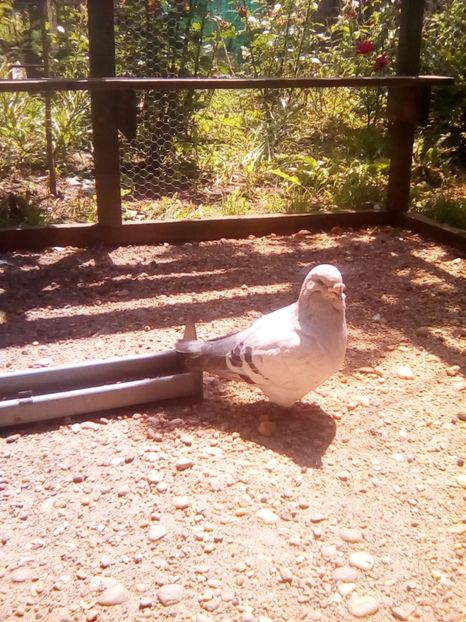  - contact aurel Bucuresti -calugareni