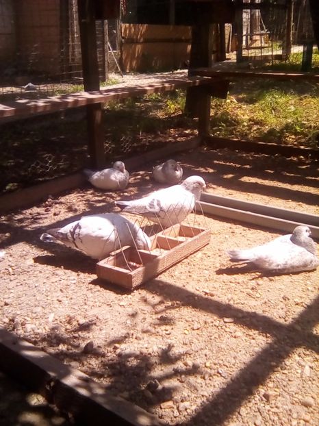  - contact aurel Bucuresti -calugareni