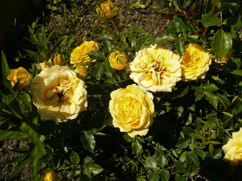 P1260166 - The girl from yesterday 2017