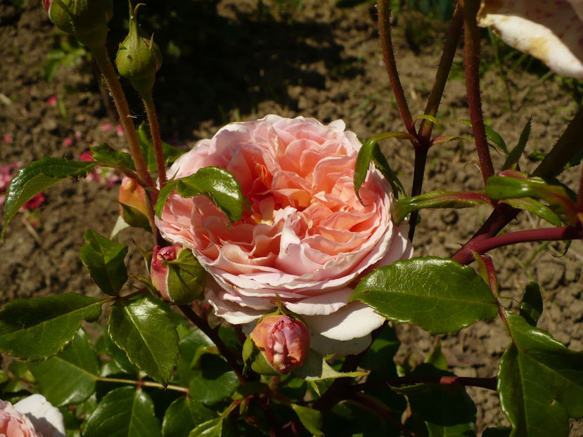 P1260263 - Abraham Darby