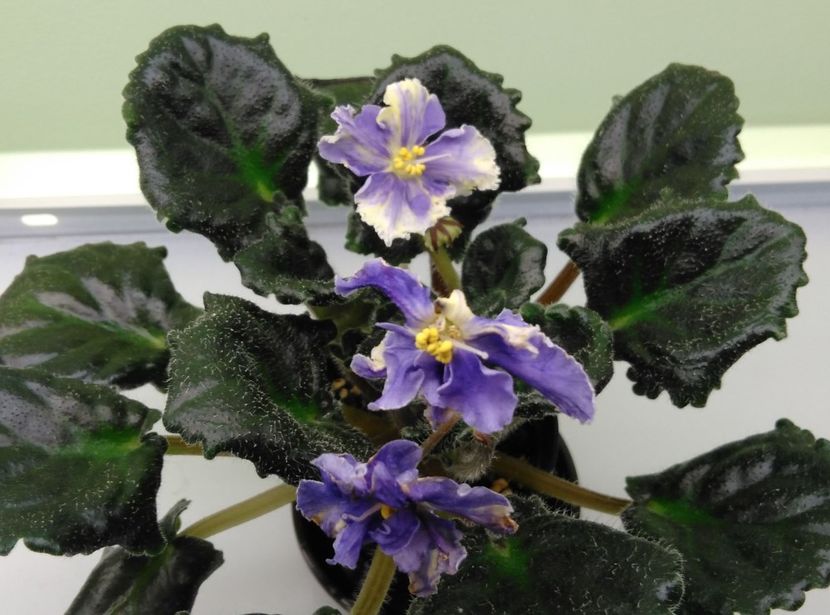 10.06 - RS Jar Ptita