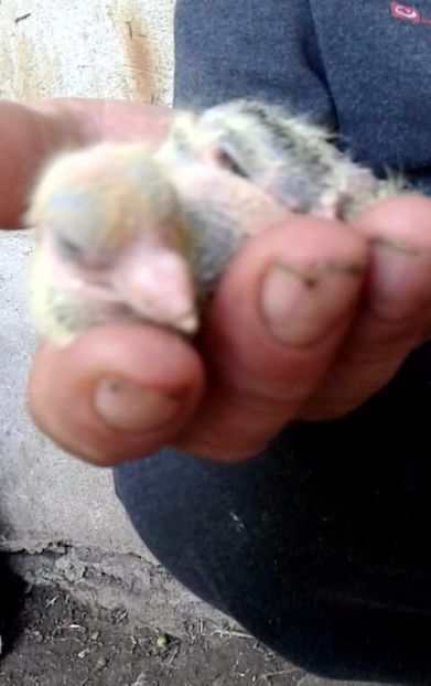 received_1789649734682556 - Primii pui de jucători uzbeci