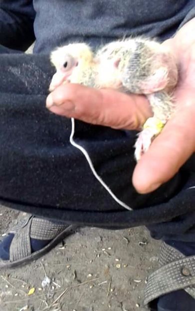 received_1789649721349224 - Primii pui de jucători uzbeci