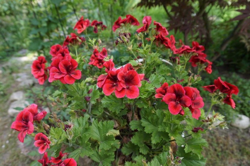 Candy Flower Dark Red - Mușcate