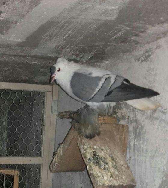 IMG-20170610-WA0004-1 - Randunele de Saxonia