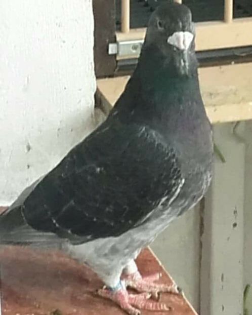 fata 2015 - PENTRU CRESCATORII CARE SE RESPECTA