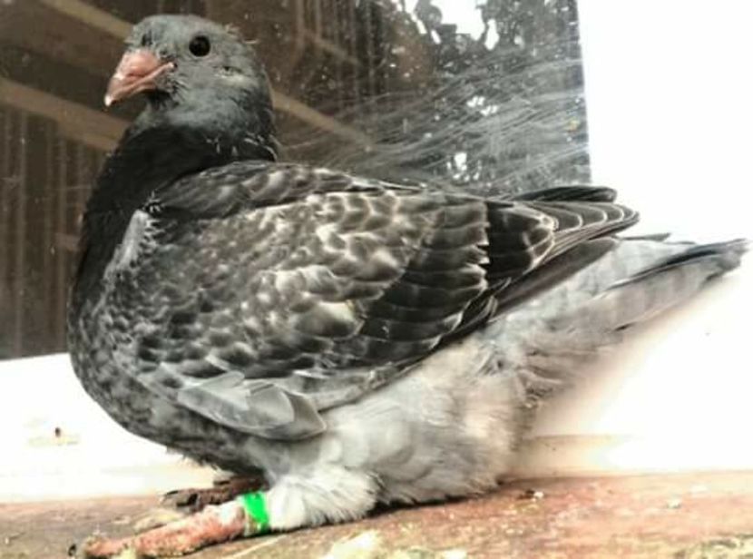 fata 2017 - PENTRU CRESCATORII CARE SE RESPECTA