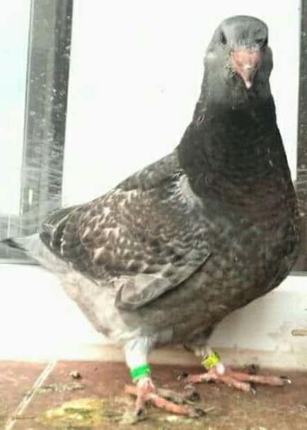  - PENTRU CRESCATORII CARE SE RESPECTA