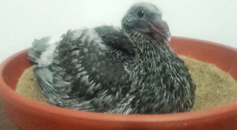  - PENTRU CRESCATORII CARE SE RESPECTA