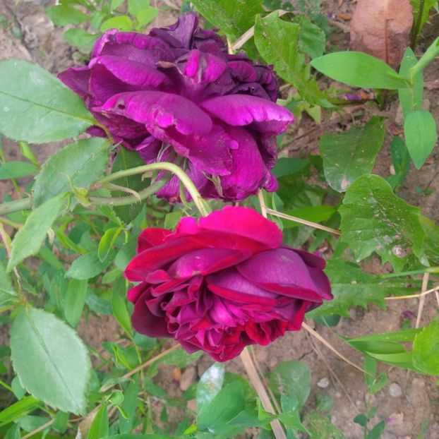 prince - trandafiri 2017