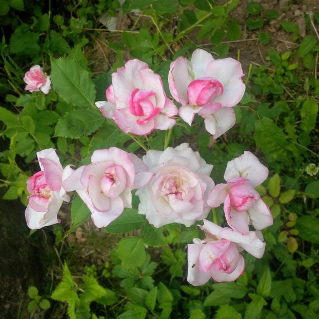 orsola spinola - trandafiri 2017