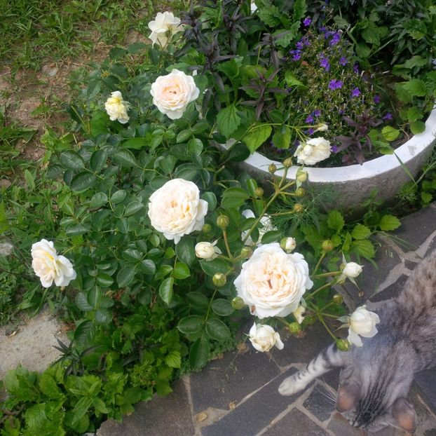 marton aron - trandafiri 2017