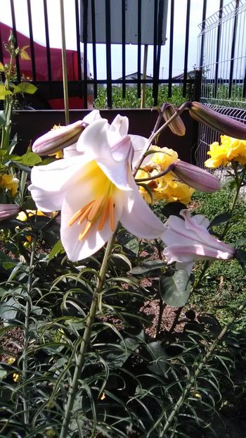 Crini - FLORI GRADINA DE VIS 2017