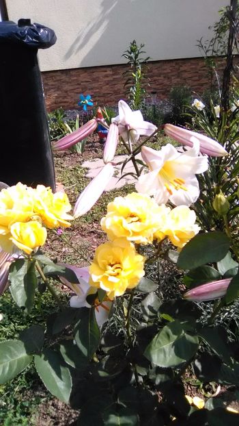  - FLORI GRADINA DE VIS 2017
