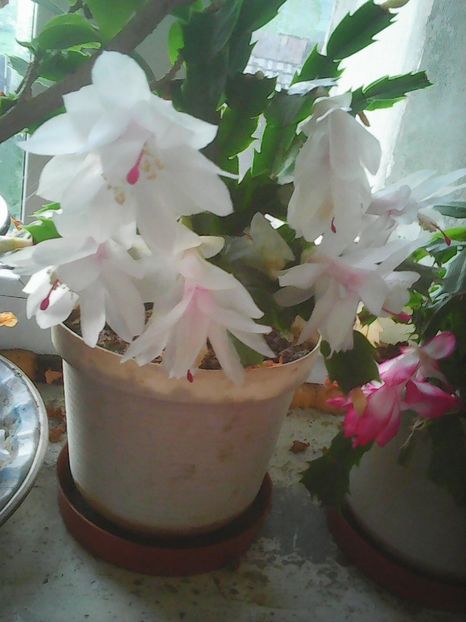 Photo0376 - Flori