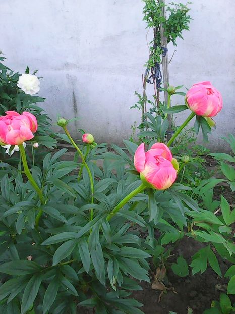 Photo0387 - Flori