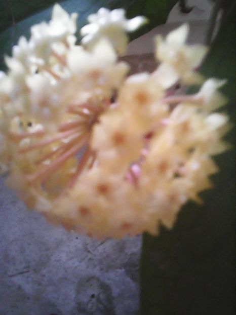 Photo0423 - Flori