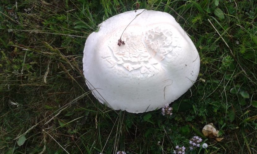  - Champignon de camp