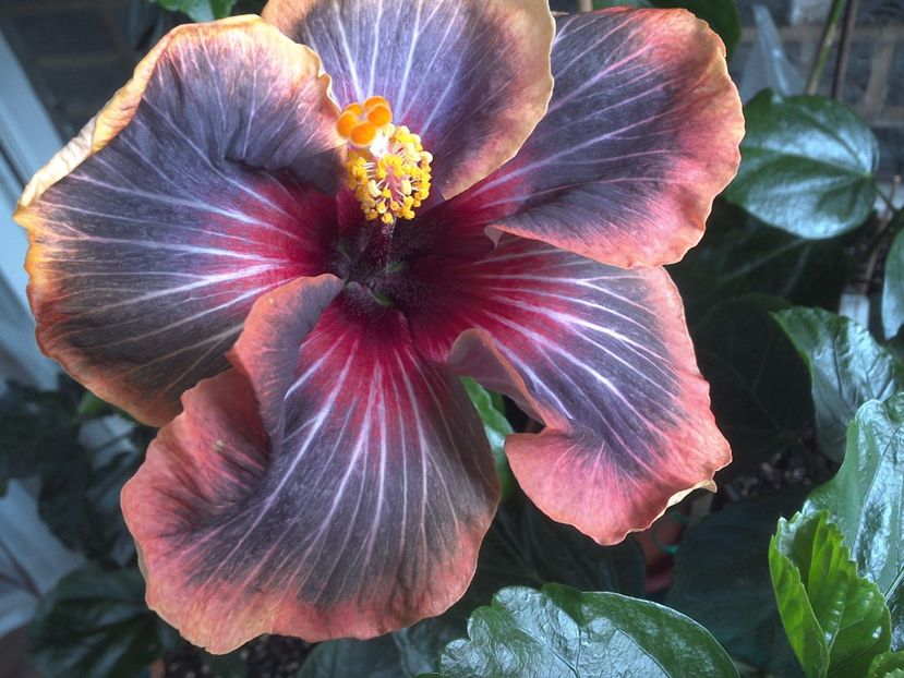 WIN_20170616_093113 - Black Rainbow