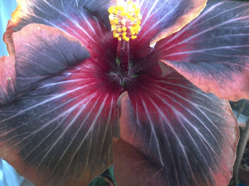 WIN_20170616_093208 - Black Rainbow