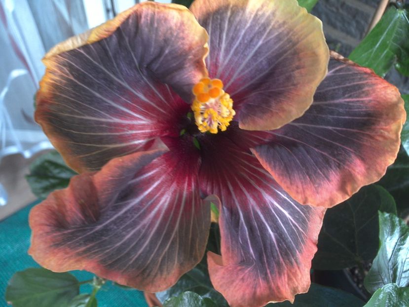 WIN_20170616_093214 - Black Rainbow