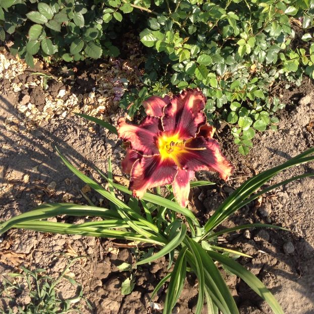 Exotic Treasure - Hemerocallisi 2017