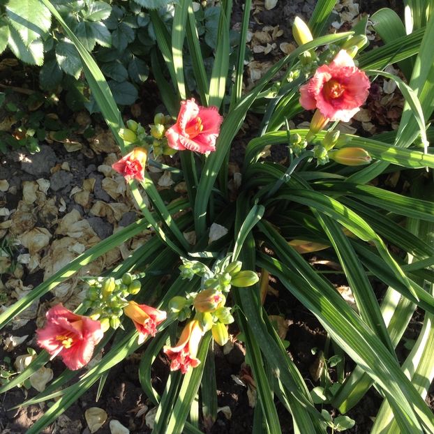 Pardon me - Hemerocallisi 2017