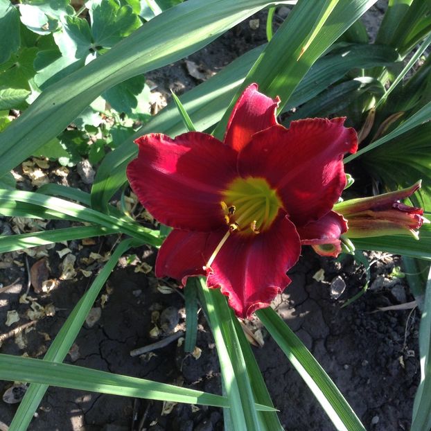 image - Hemerocallisi 2017