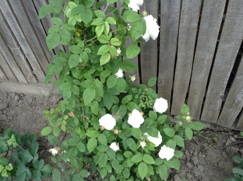 image - Trandafiri 2017