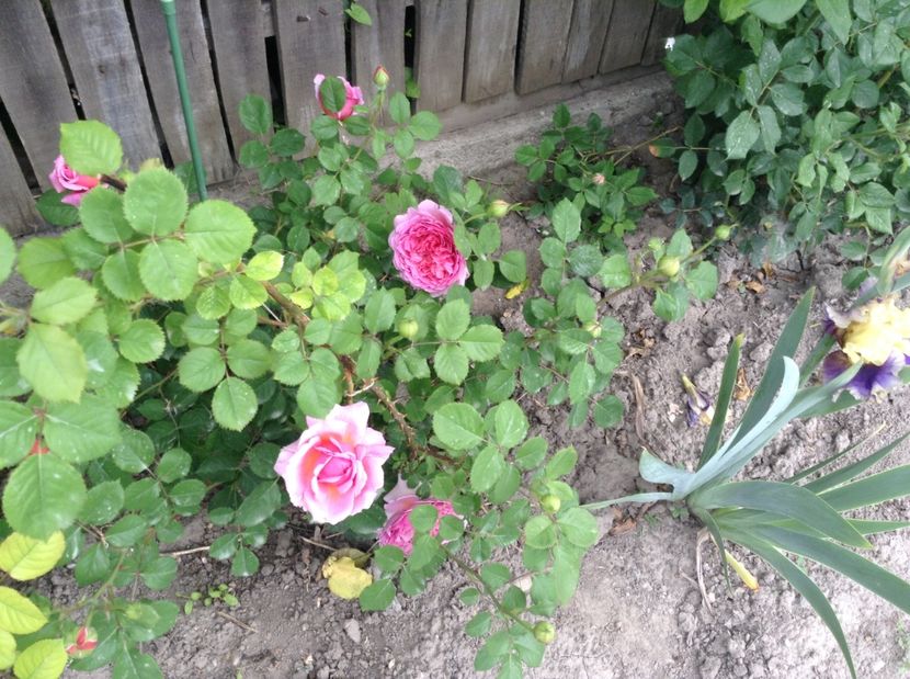 image - Trandafiri 2017