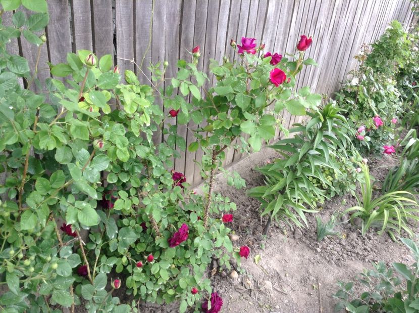 image - Trandafiri 2017