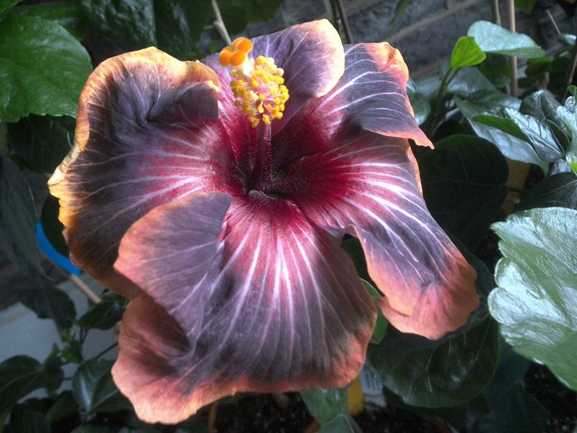 WIN_20170616_100417 - 03Hibiscus